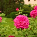 Как правильно укрыть розы на зиму: важные правила садоводства
