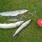 Ловля рыбы (рыбалка) на кружки для начинающих: техника и оснастка