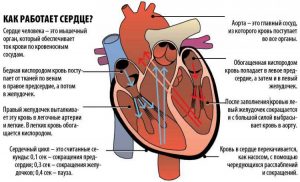 Шумы в сердце у ребенка: причины, диагностика и профилактика