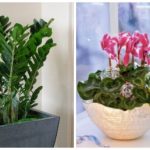 Пересаживаем домашние комнатные растения