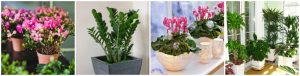 Пересаживаем домашние комнатные растения