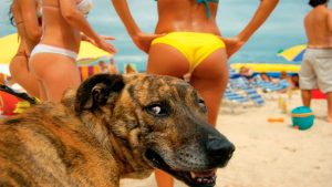 ПРИКОЛЫ С ЖИВОТНЫМИ!!🐶 Приколы с Собаками Подборка #1 | FUN WITH ANIMALS, funny dogs compilation